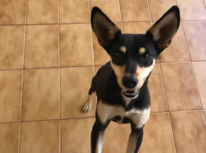Cachorro raça Vira lata  idade 7 a 11 meses nome Pingo