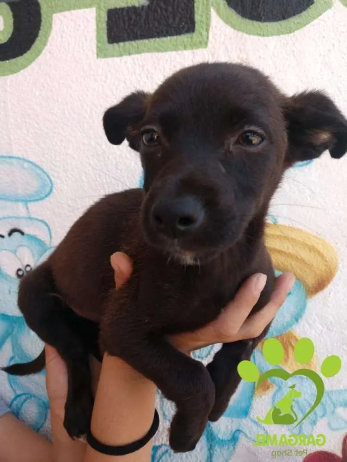 Cachorro ra a Srd idade 2 a 6 meses nome Bobi