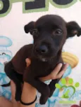 Bobi