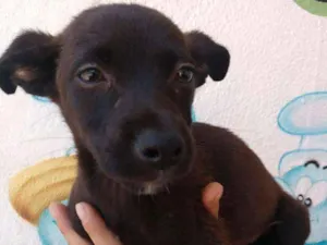 Cachorro raça Srd idade 2 a 6 meses nome Bobi