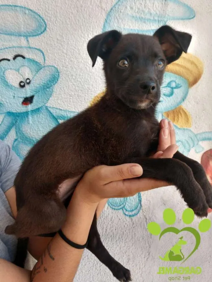 Cachorro ra a Srd idade 2 a 6 meses nome Boni