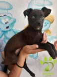 Boni