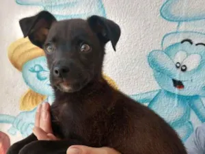 Cachorro raça Srd idade 2 a 6 meses nome Boni