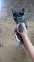 Gatinhos