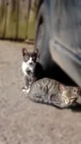 Gatinhos