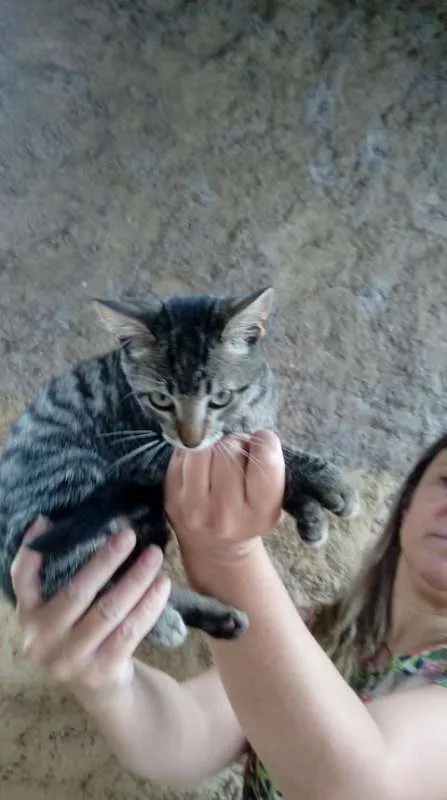 Gato ra a SRD idade 2 a 6 meses nome Gatinhos