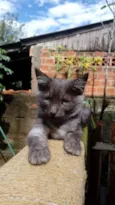 Gatinhos