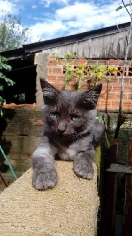 Gato ra a SRD idade 2 a 6 meses nome Gatinhos