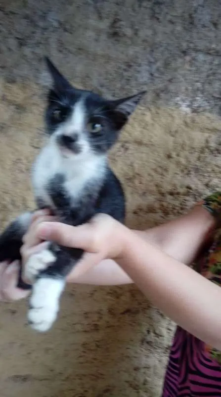 Gato ra a SRD idade 2 a 6 meses nome Gatinhos