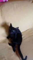 Gatinhos