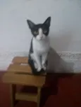 Bella