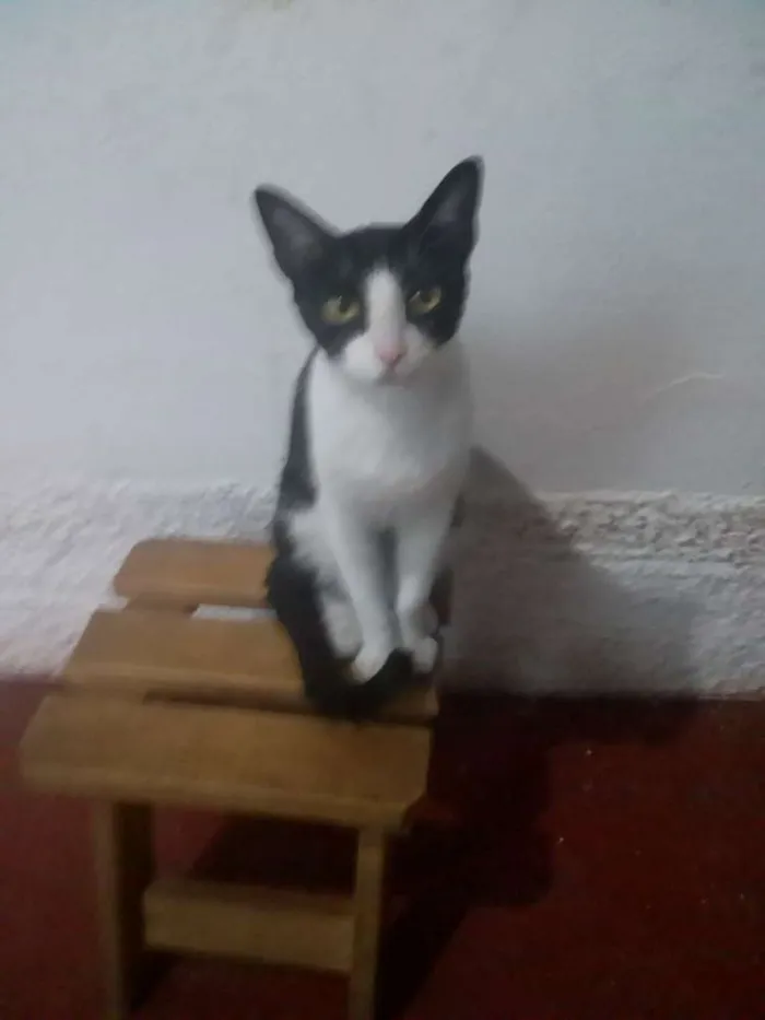 Gato ra a Indefinida idade 1 ano nome Bella