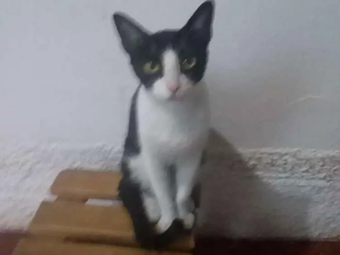 Gato ra a Indefinida idade 1 ano nome Bella