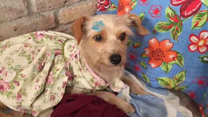 Cachorro raça Srd idade 2 anos nome Mel