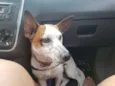 Snoopy