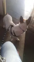 Snoopy