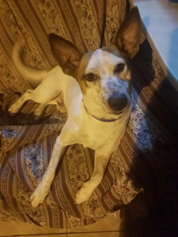 Cachorro ra a Sem raça definida idade 2 anos nome Snoopy