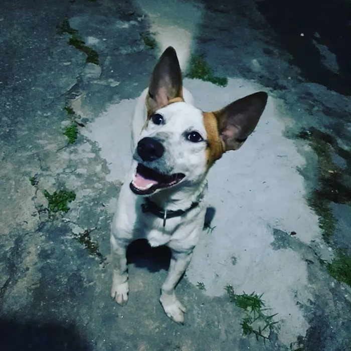Cachorro ra a Sem raça definida idade 2 anos nome Snoopy