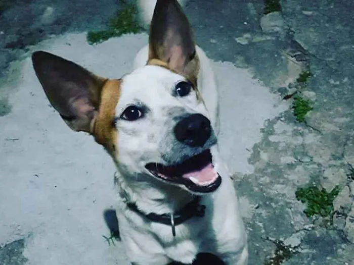 Cachorro ra a Sem raça definida idade 2 anos nome Snoopy