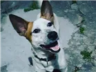 Cachorro raça Sem raça definida idade 2 anos nome Snoopy