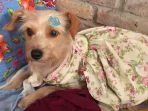 Cachorro raça Srd idade 2 anos nome Mel