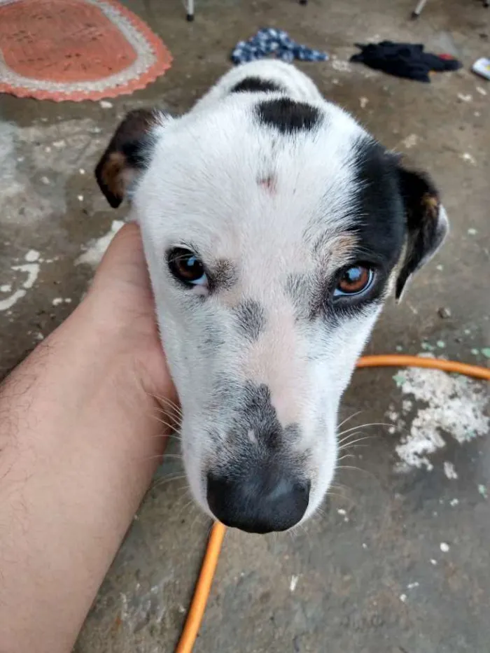 Cachorro ra a RI idade 7 a 11 meses nome Theodoro