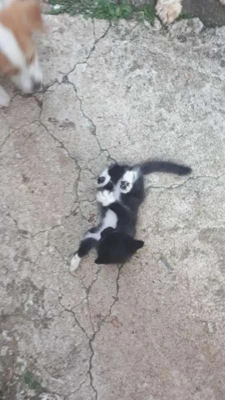 Gato ra a DESCONHECIDO idade Abaixo de 2 meses nome MARIE E PANDORA