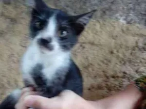 Gato raça SRD idade 2 a 6 meses nome Gatinhos