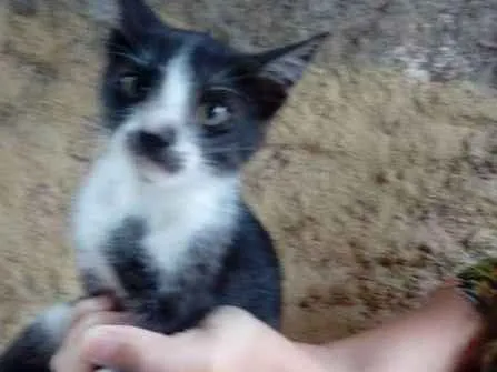 Gato ra a SRD idade 2 a 6 meses nome Gatinhos