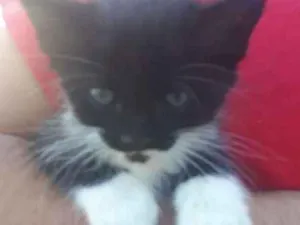 Gato raça DESCONHECIDO idade Abaixo de 2 meses nome MARIE E PANDORA