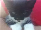 Gato raça DESCONHECIDO idade Abaixo de 2 meses nome MARIE E PANDORA