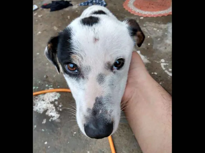 Cachorro ra a RI idade 7 a 11 meses nome Theodoro