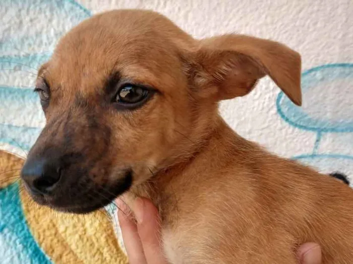 Cachorro ra a Srd idade 2 a 6 meses nome Biju