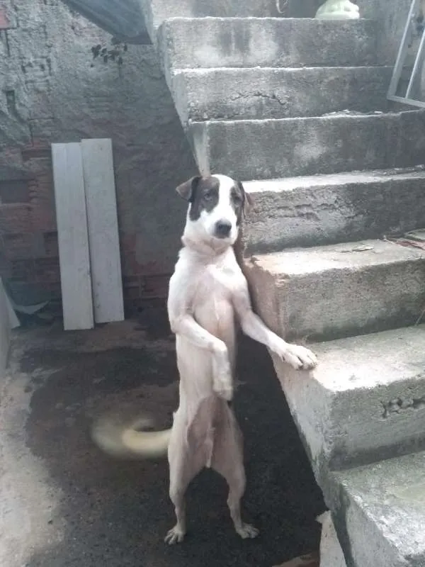 Cachorro ra a vira-lata idade 4 anos nome Drogo