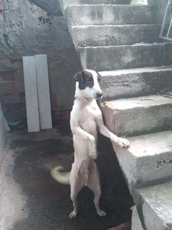 Cachorro ra a vira-lata idade 4 anos nome Drogo