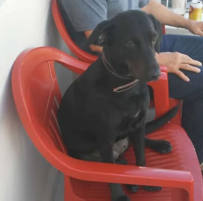 Cachorro ra a SRD idade 2 anos nome Pretinha