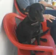 Pretinha