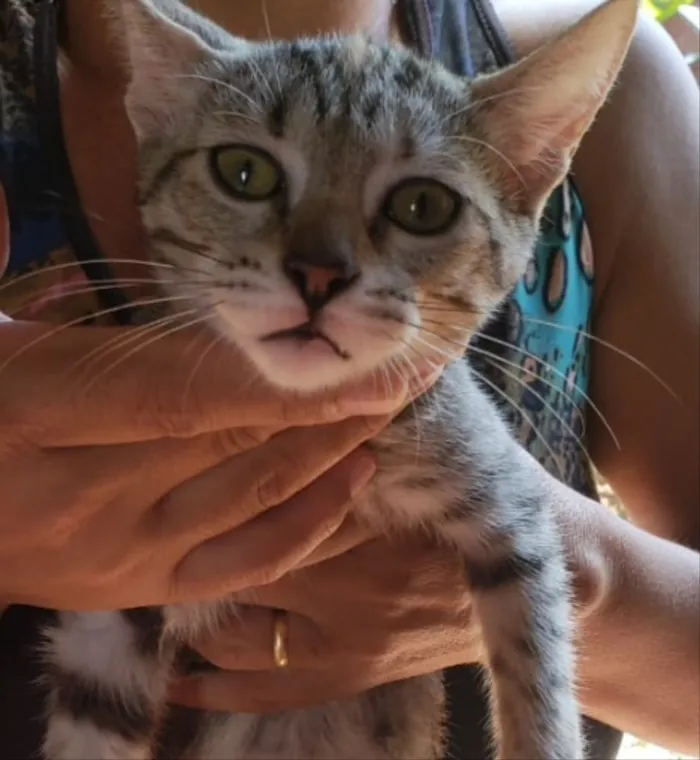 Gato ra a SRD idade 2 a 6 meses nome Lila e Eva 