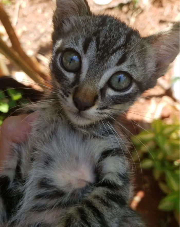 Gato ra a SRD idade 2 a 6 meses nome Lila e Eva 