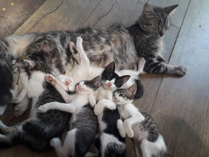 Gato ra a Vira lata idade 2 a 6 meses nome Nychi,nya,dara,deyse