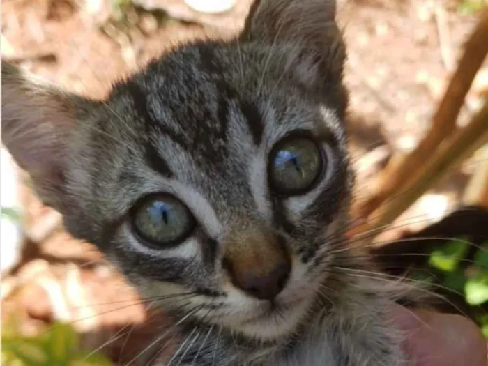 Gato ra a SRD idade 2 a 6 meses nome Lila e Eva 