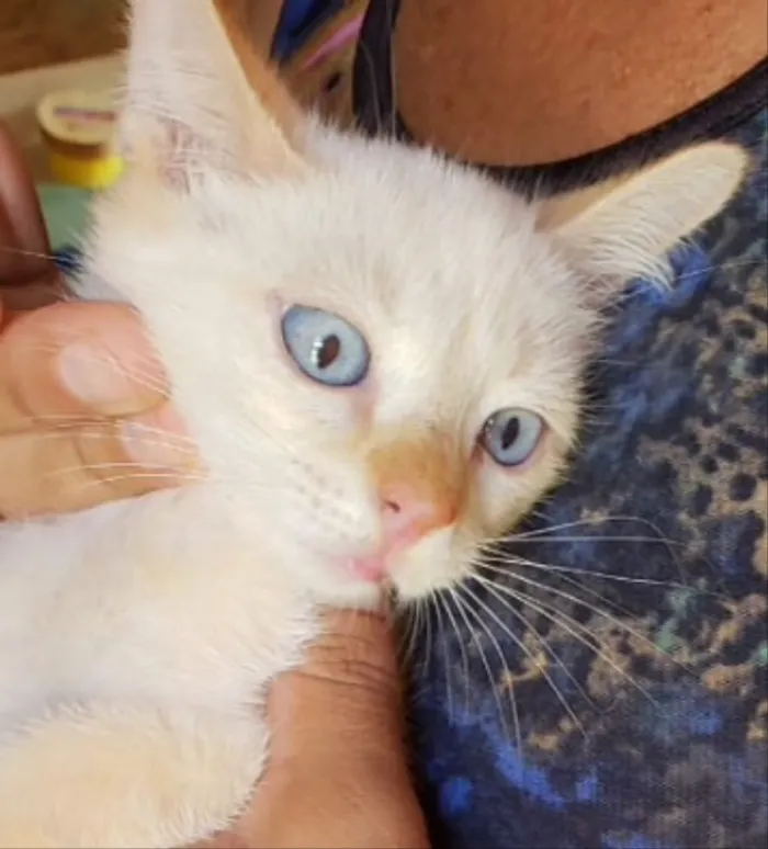 Gato ra a SRD idade 2 a 6 meses nome Pepe 