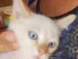 Pepe 