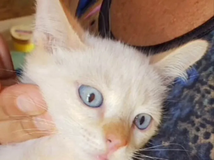 Gato ra a SRD idade 2 a 6 meses nome Pepe 