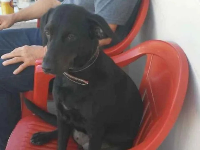Cachorro ra a SRD idade 2 anos nome Pretinha