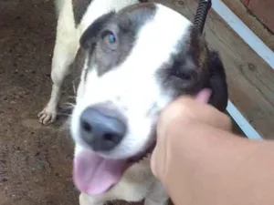 Cachorro raça vira-lata idade 4 anos nome Drogo
