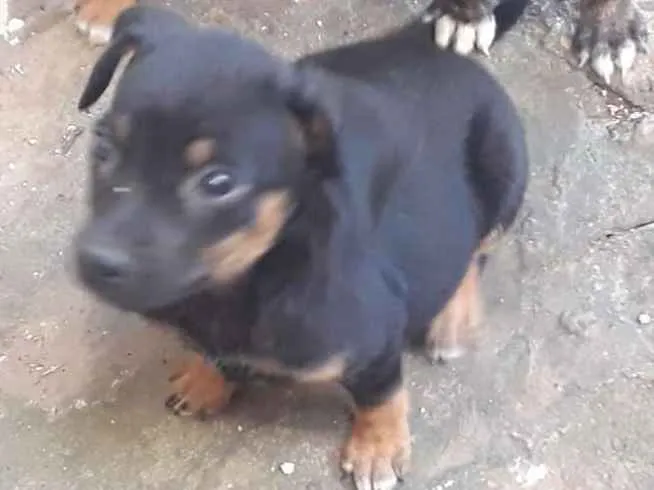 Cachorro ra a  idade Abaixo de 2 meses nome neve