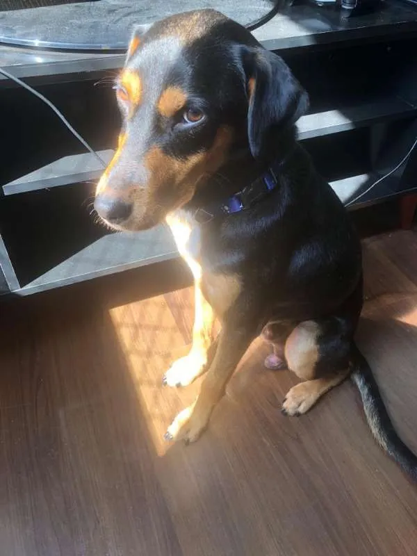Cachorro ra a SRD idade 2 anos nome Menino