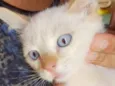 Pepe 