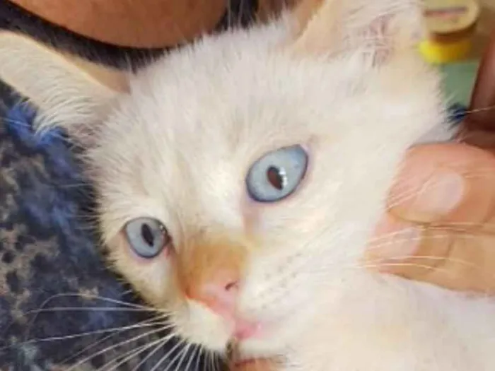 Gato ra a SRD idade 2 a 6 meses nome Pepe 